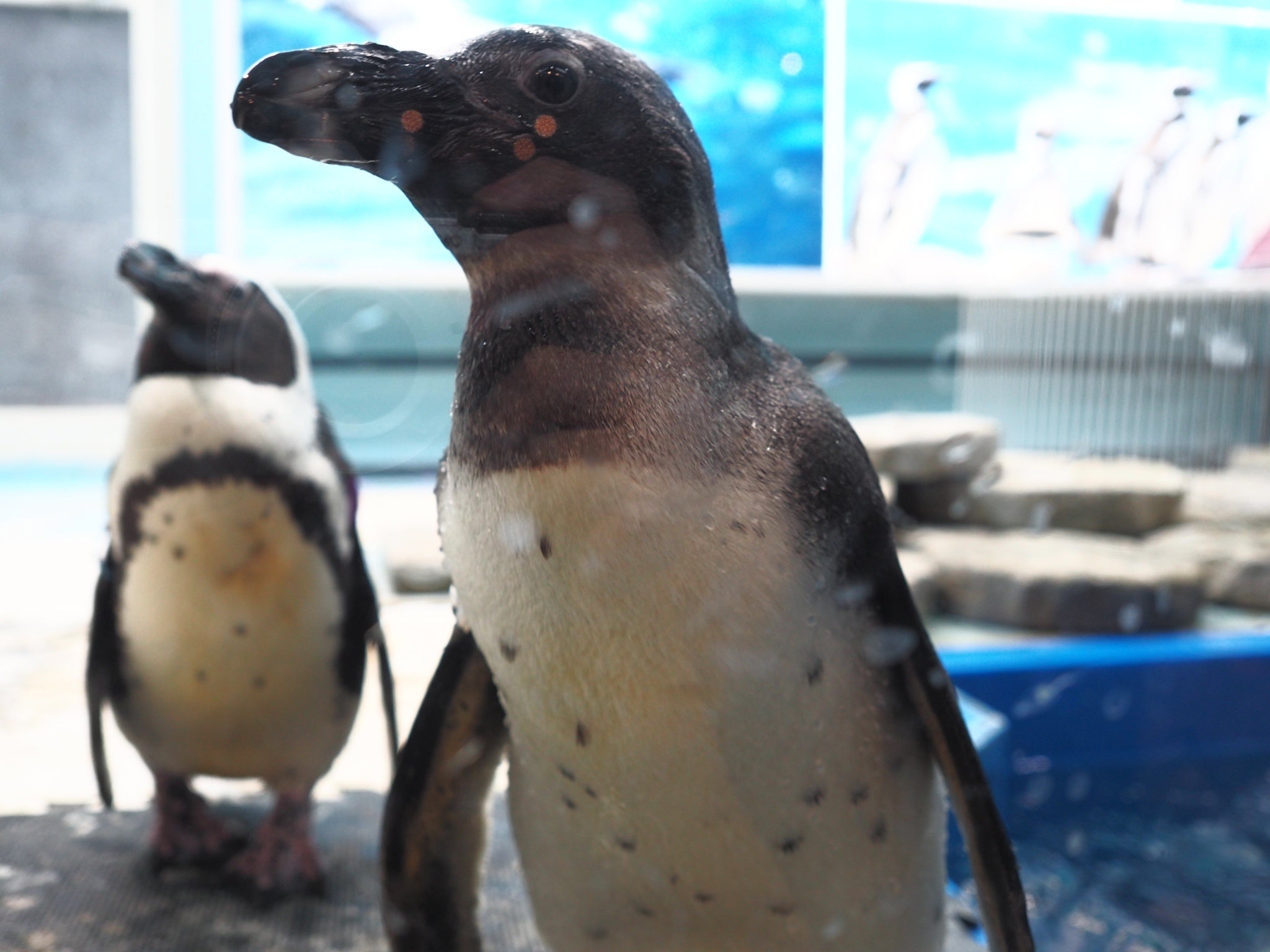 先に生まれた「うる」も大きくなりました