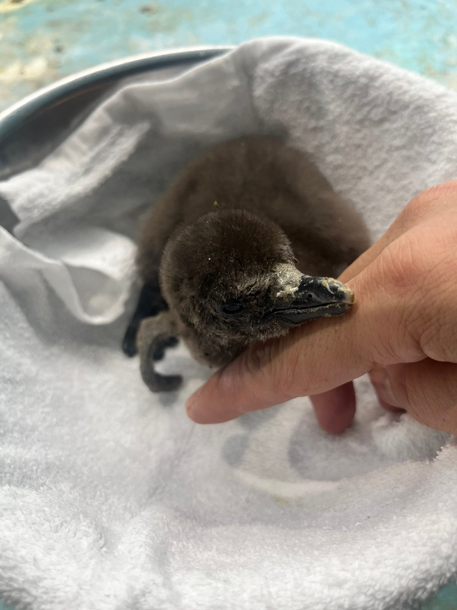 ふ化2週間くらい経過時