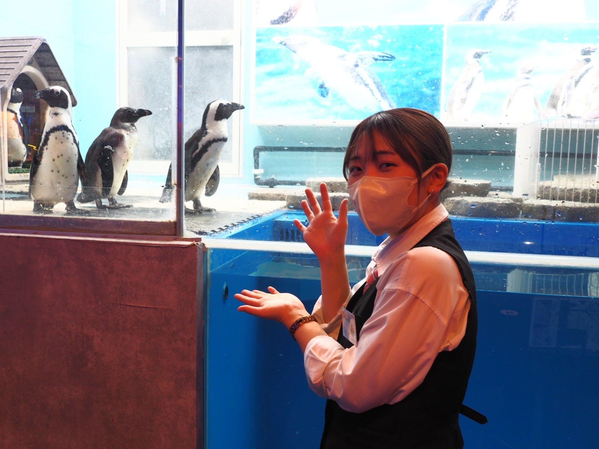 ひとなつっこいペンギンたち