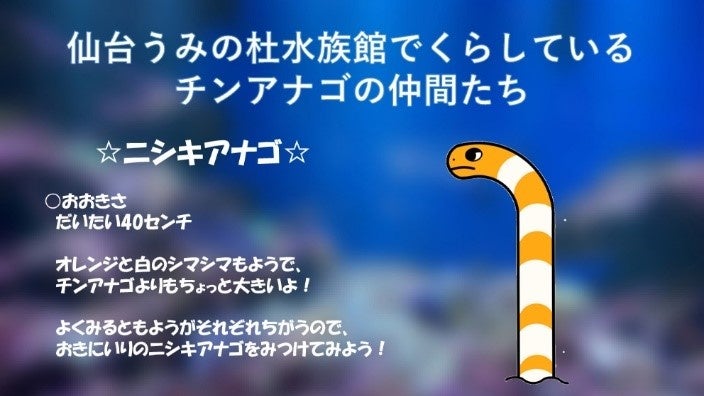 仙台うみの杜水族館で10回目の「チンアナゴの日」企画、透明ビーズ水槽で砂の下の姿まで観察