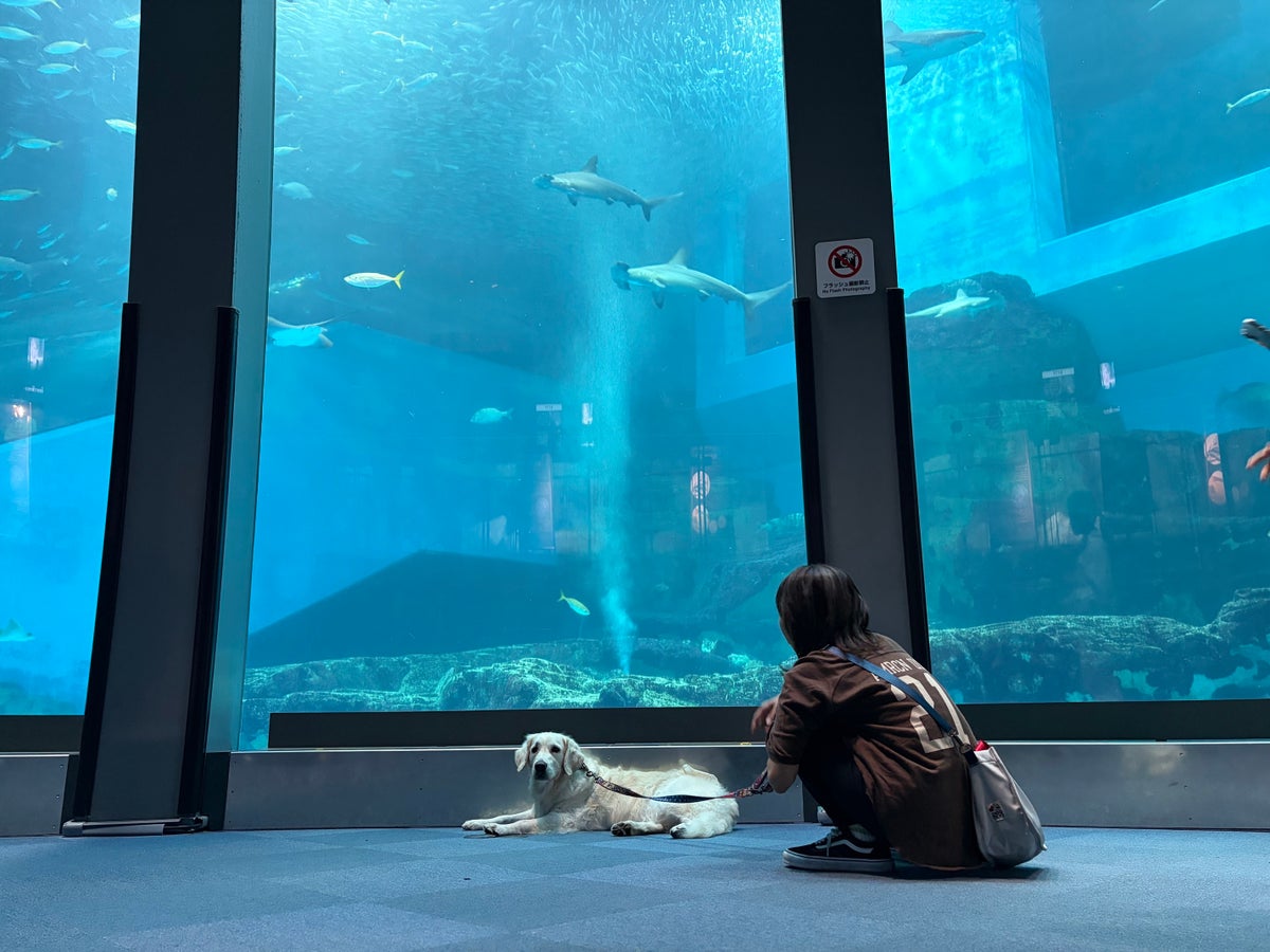 愛犬と水族館もアトラクションも。横浜・八景島シーパラダイスで3日間限定「わんこ島シーパラダイヌ」