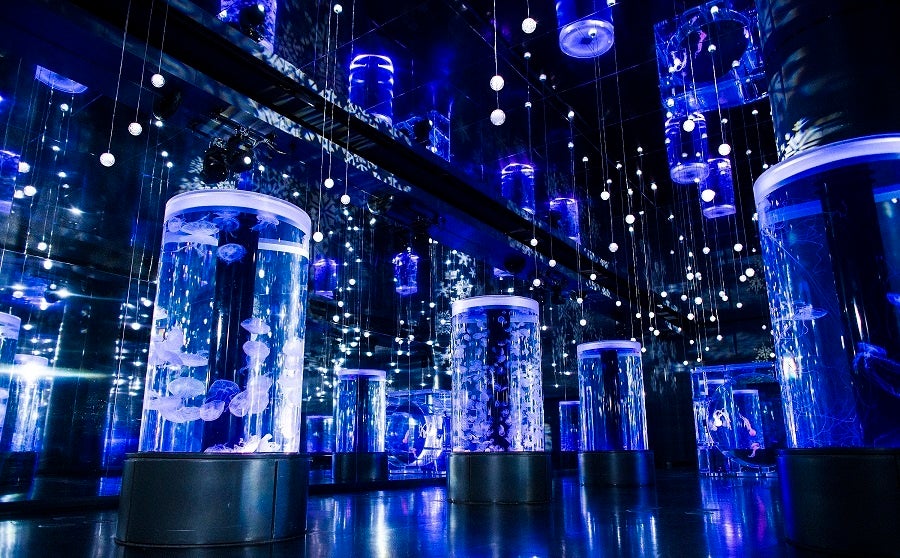 Ｊｅｌｌｙｆｉｓｈ Ｒａｍｂｌｅ　※イメージ」