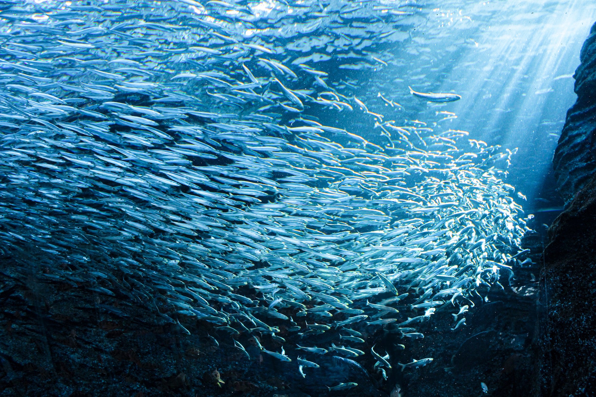 2万尾のマイワシが作る神秘的な世界