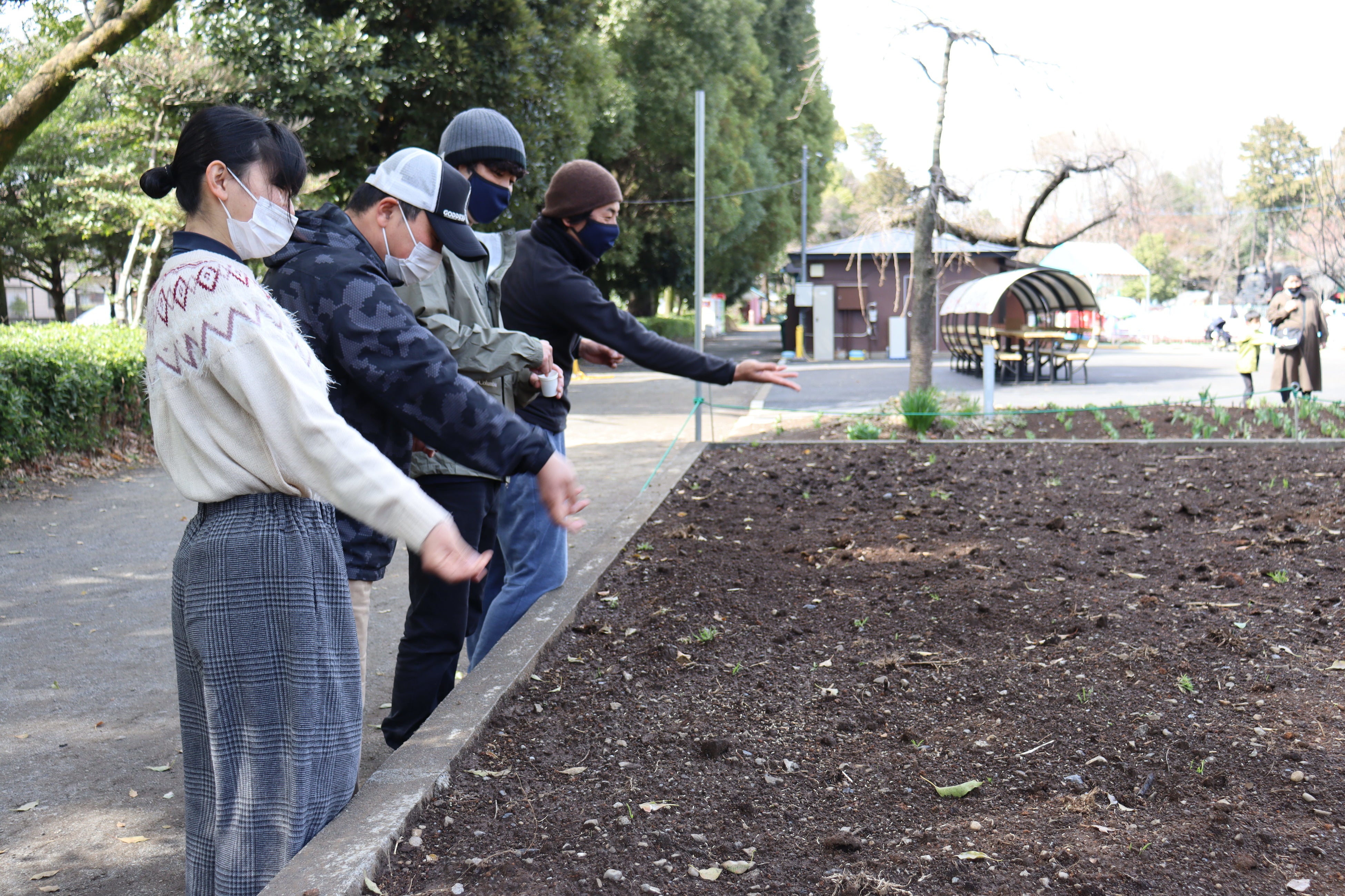 アオクサの種まき