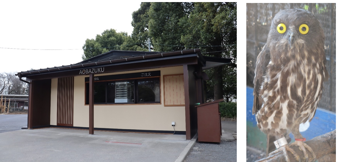 左：新売店「AOBAZUKU」、右：羽村市の市鳥「アオバズク」