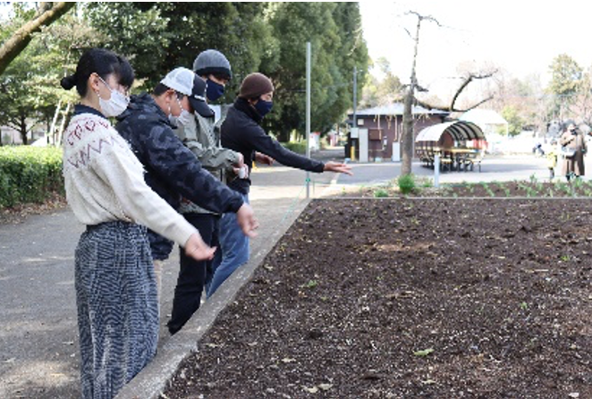 アオクサの種まき