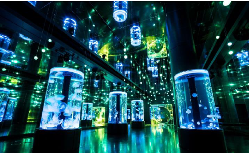 Ｊｅｌｌｙｆｉｓｈ Ｒａｍｂｌｅ ※イメージ