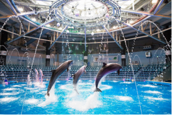 Ｓｋｙ Ｓｙｍｐｈｏｎｙ　※イメージ