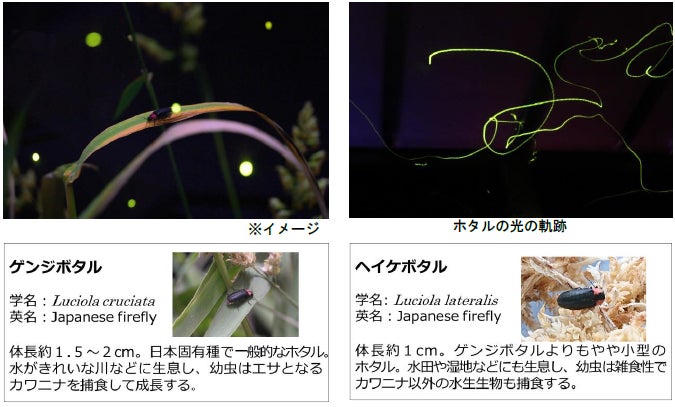 仙台うみの杜水族館】初夏の風物詩“ホタル”を楽しめる特別展示「ホタル