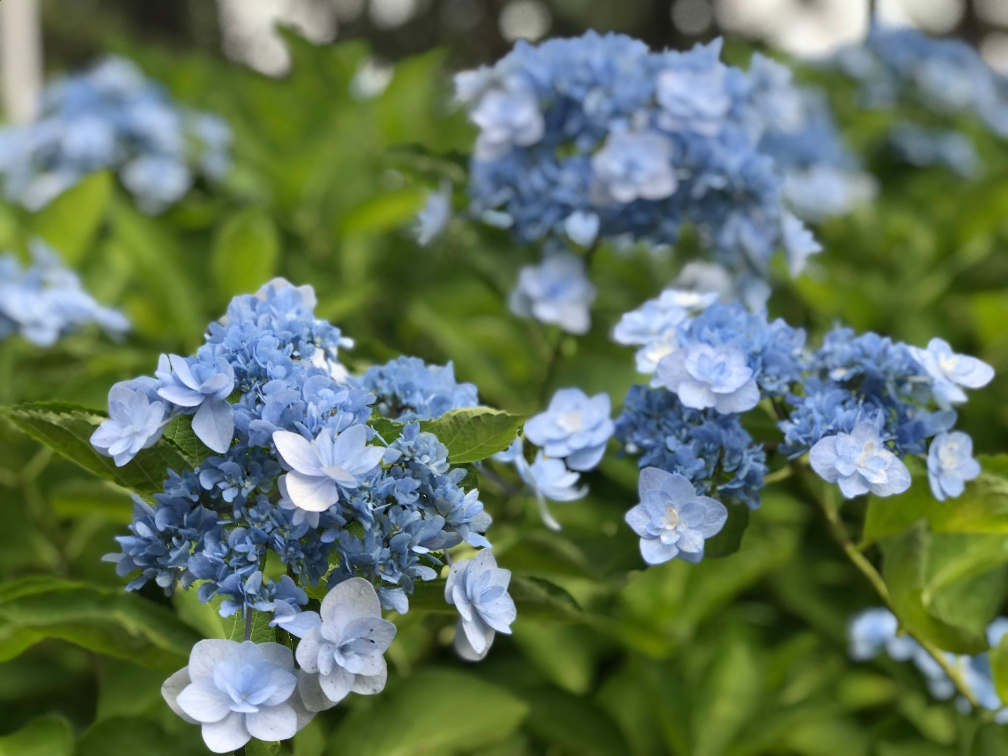 八景ブルーの庭