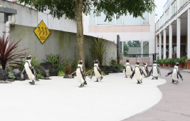 ※通常バージョン