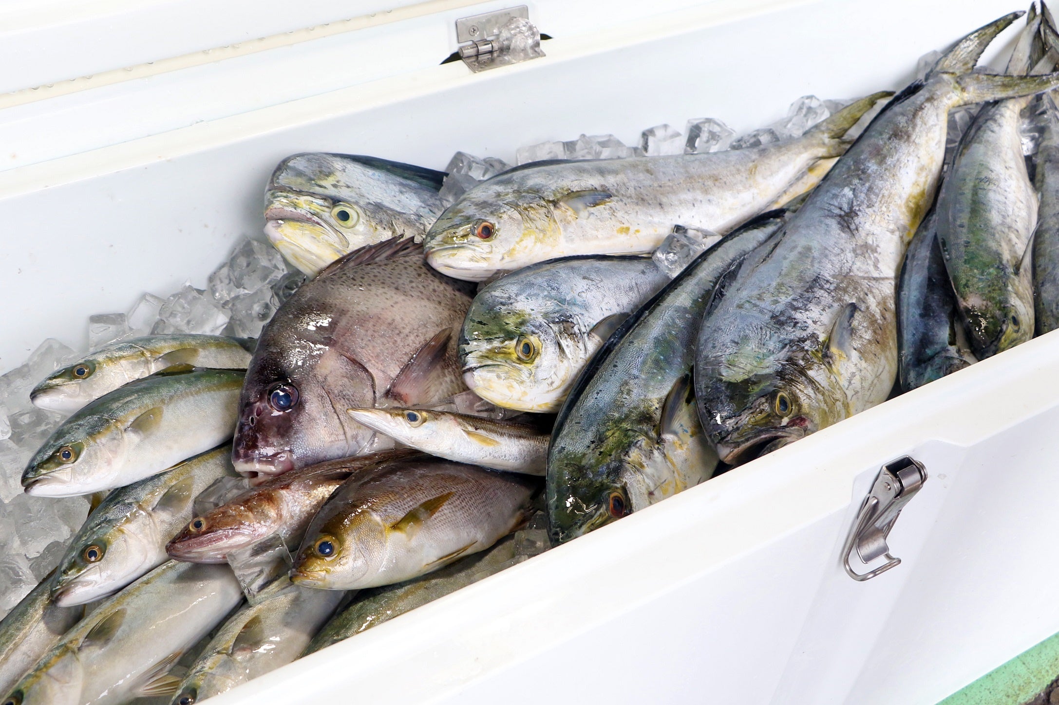 おさかなマルシェ