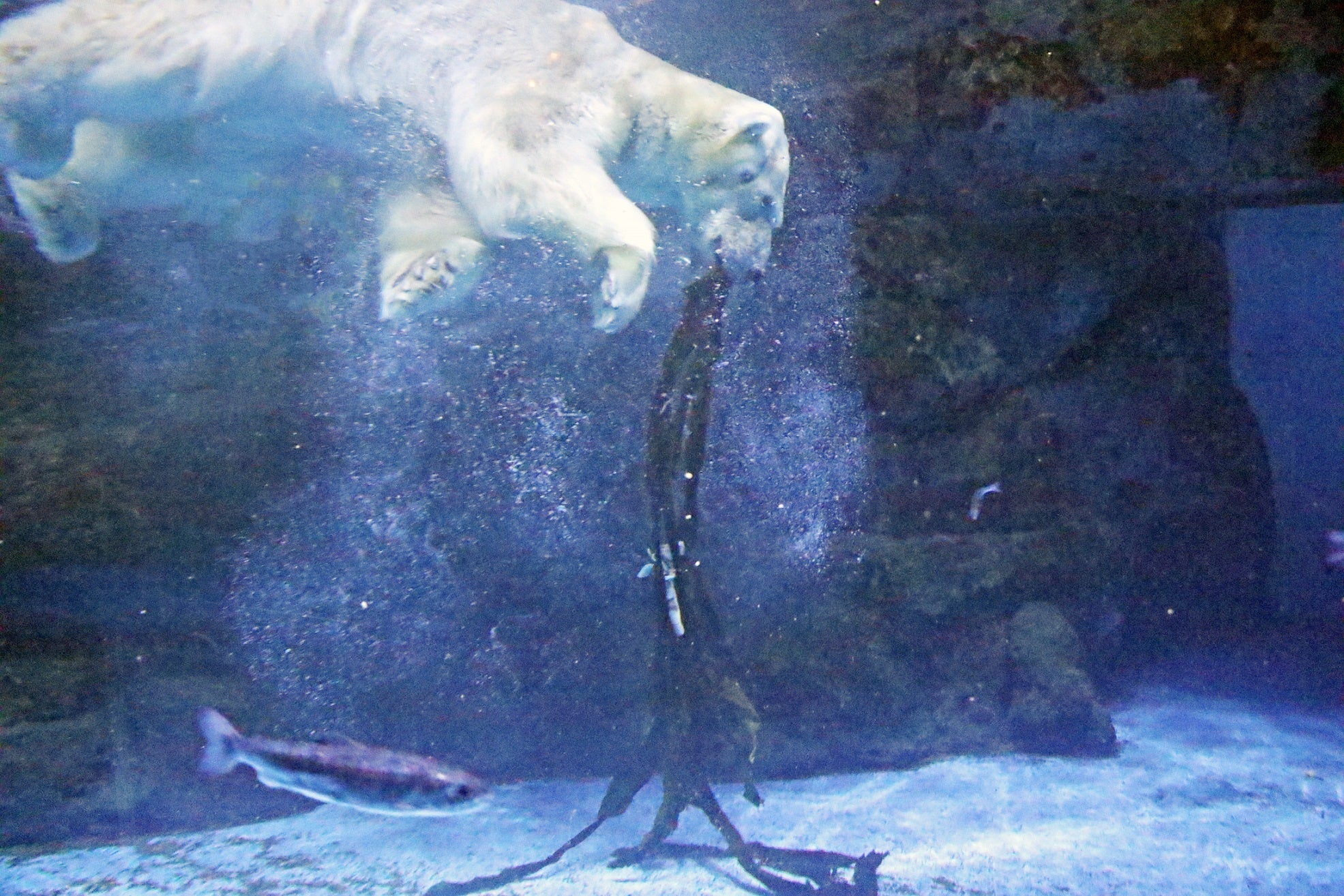 クマ　エンリッチメント