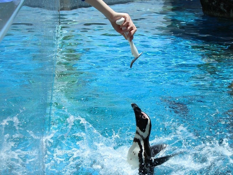 ペンギンフィーディングタイム