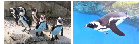 ケープペンギン