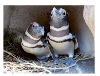 巣箱内のマゼランペンギン