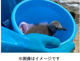 マゼランペンギンのヒナ