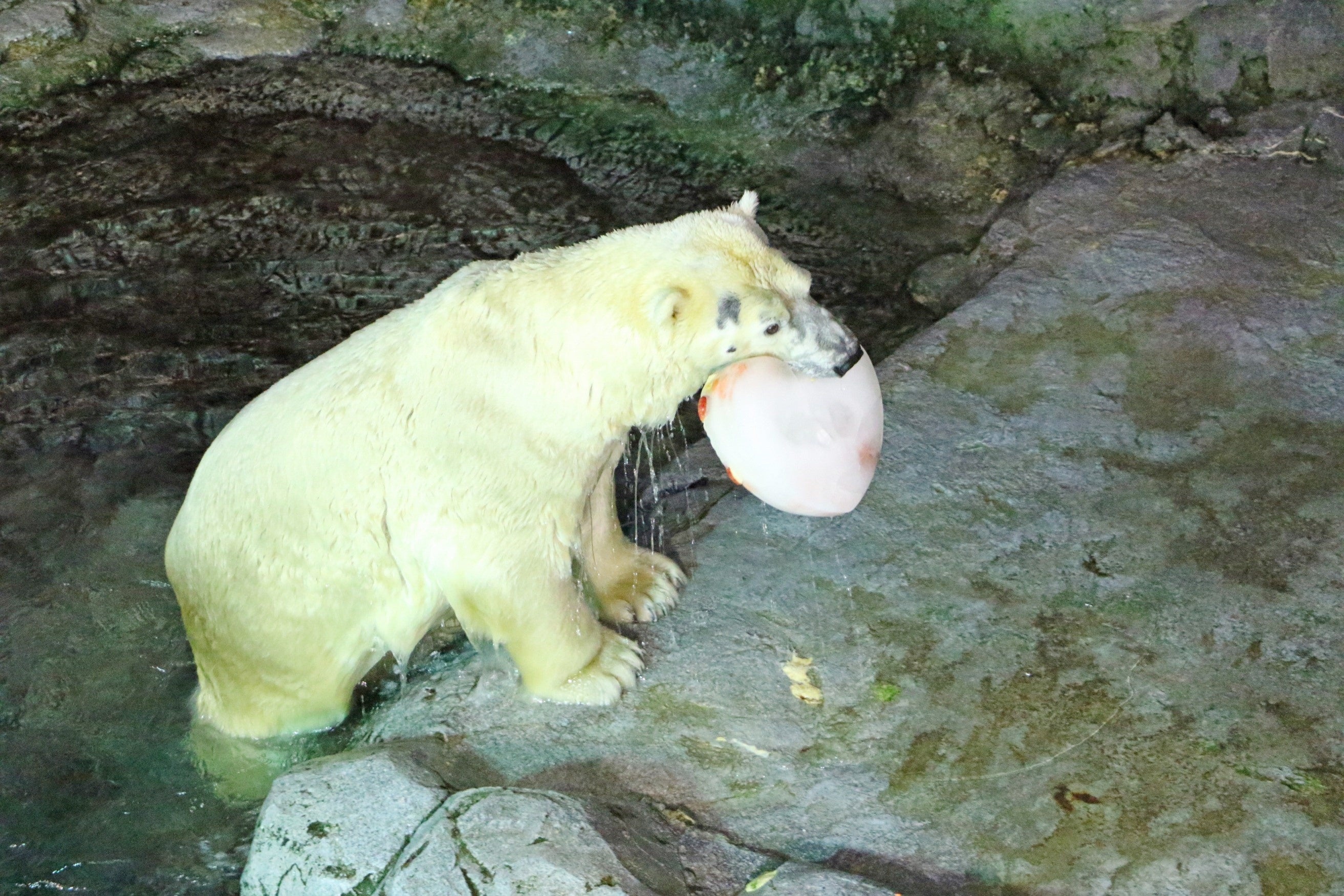 ホッキョクグマ