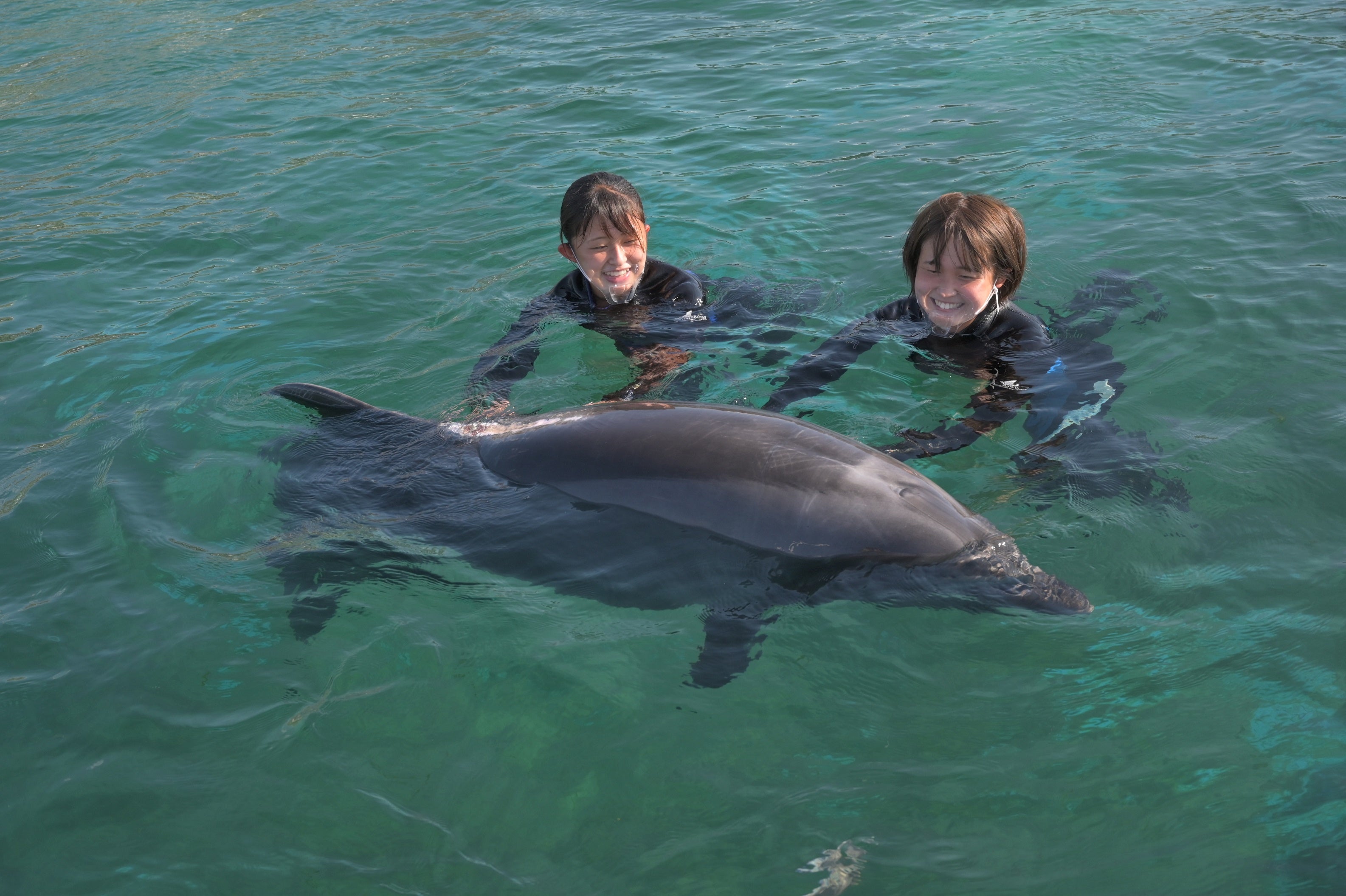 バンドウフリースイム