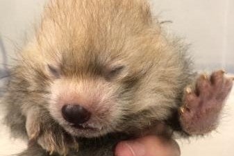 ①15日（メス）