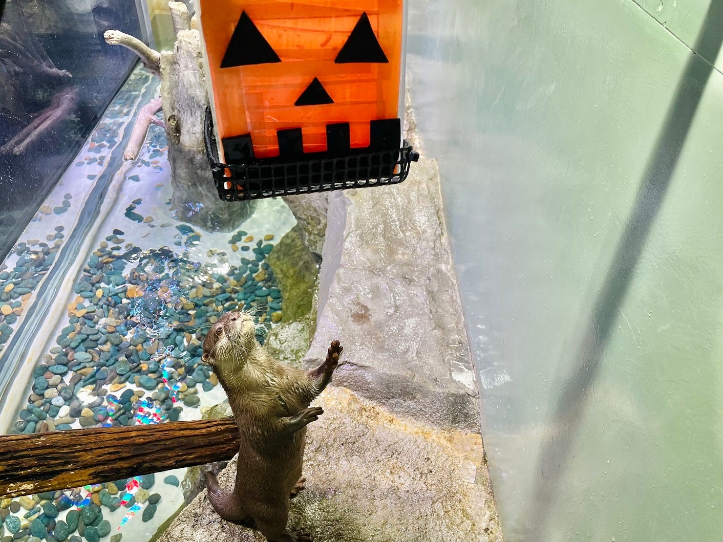 「ワイルドストリートのハロウィンエンリッチメント　※イメージ」