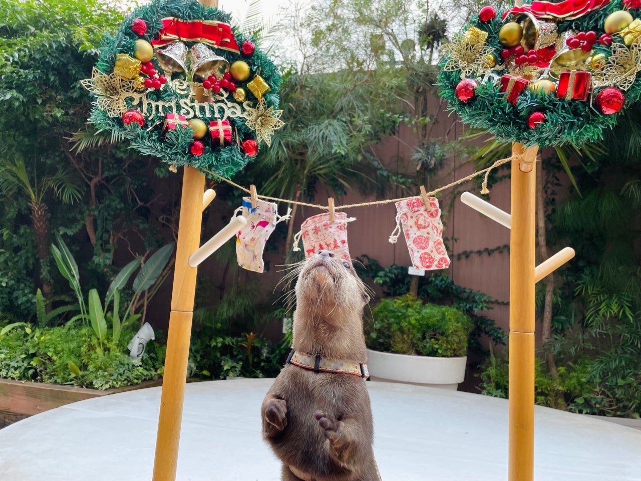 カワウソのミニパフォーマンス