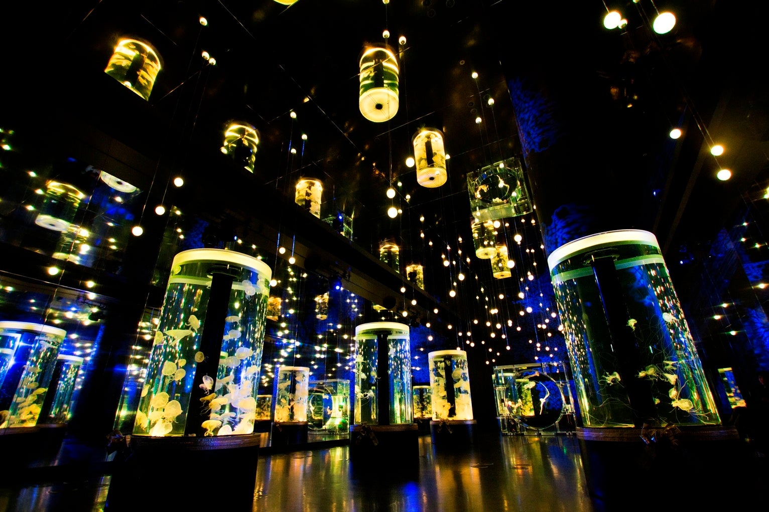 マクセル アクアパーク品川 生きものたち 大切な人と特別な時間を過ごす 星空の海 のクリスマスパーティー naked star aquarium 株式会社 横浜八景島のプレスリリース マクセル アクアパーク品川 生きものたち 大切な人と特別な時間を過ごす 星空の海 のクリスマスパーティー naked star aquarium 株式会社 横浜八景島のプレスリリース