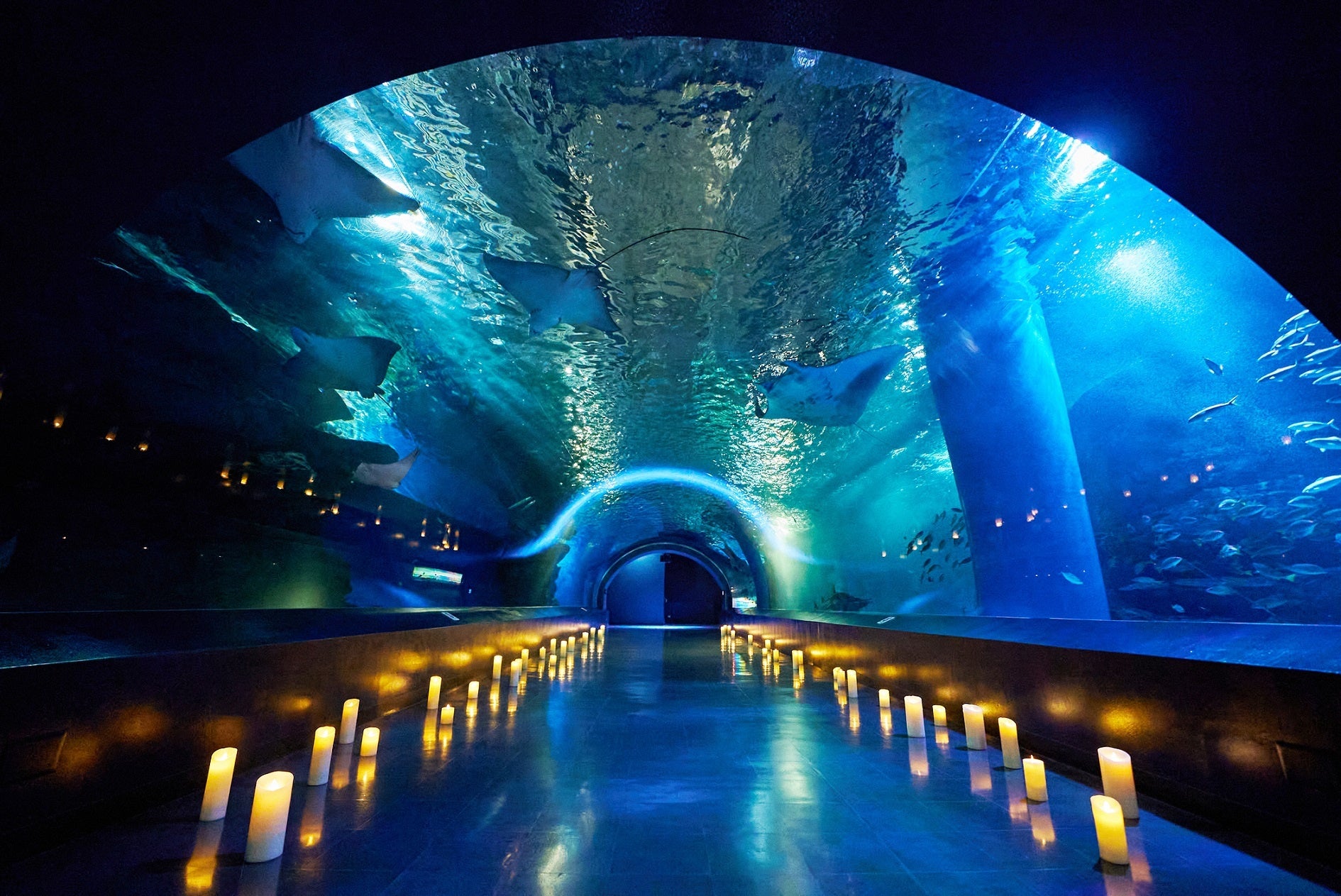 「ＣＨＲＩＳＴＭＡＳ ＮＩＧＨＴ ＡＱＵＡ特別演出　※イメージ」