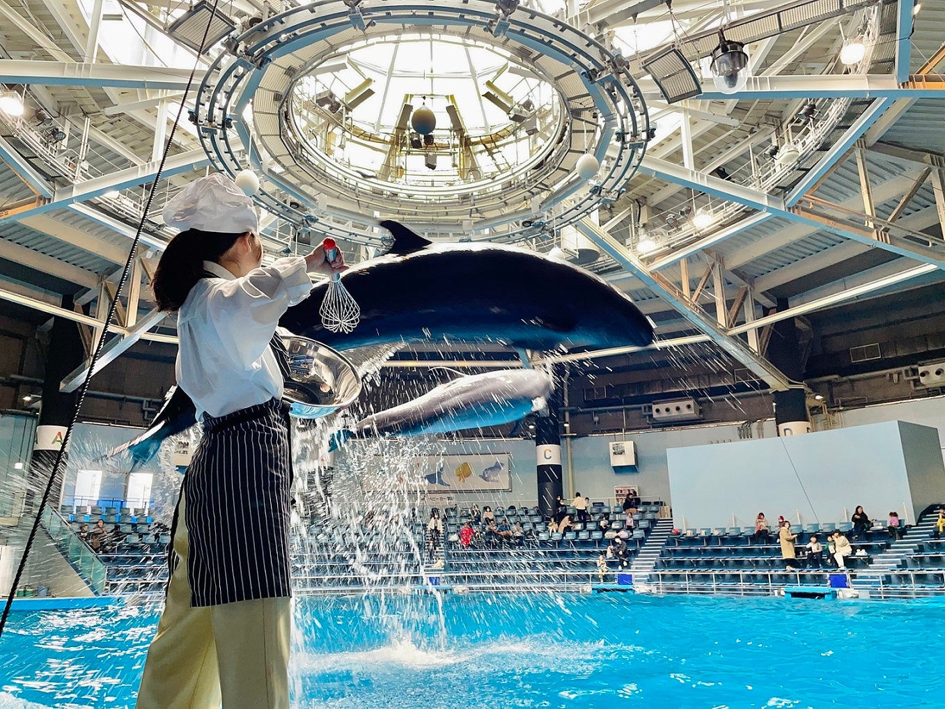 「Ｄｏｌｐｈｉｎ Ｄｅｃｏｒａｔｉｏｎ　※イメージ」