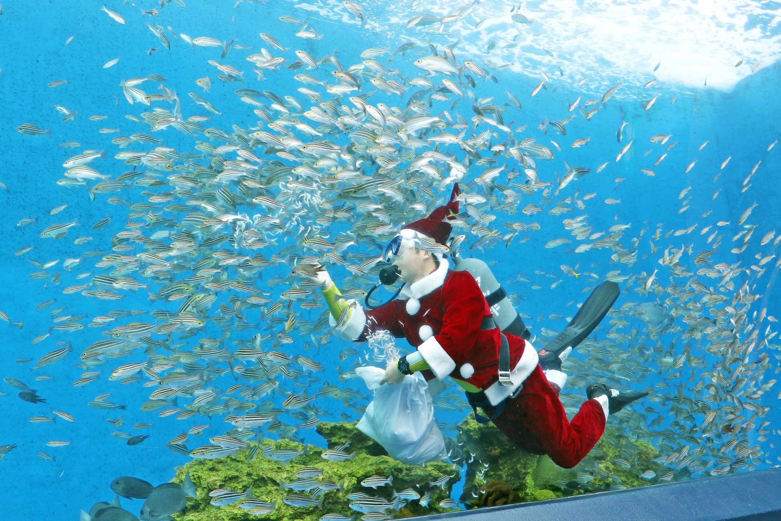 サンタダイバー