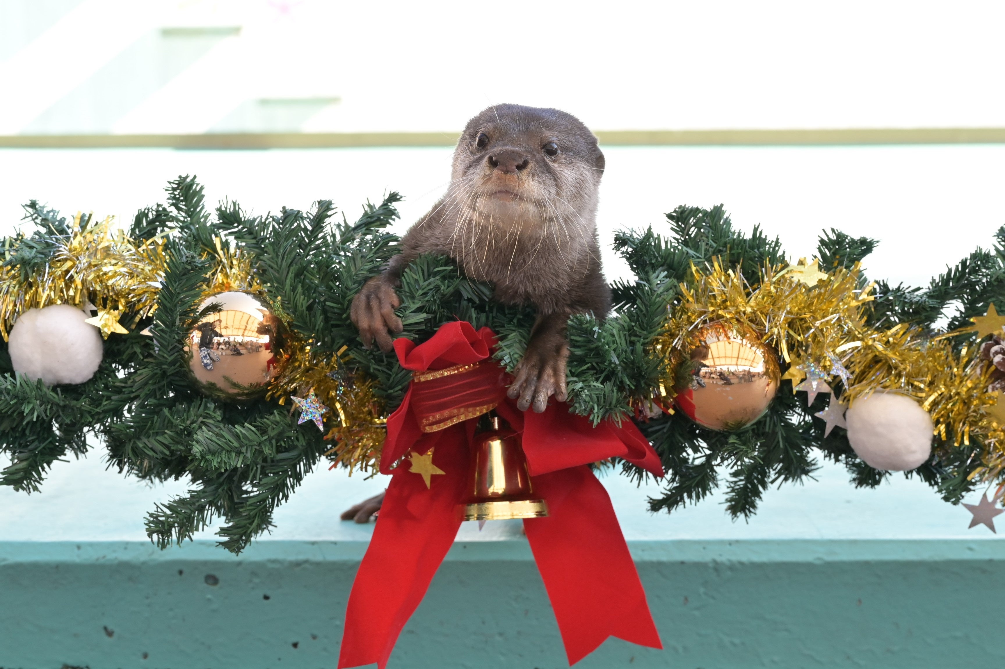 アニマルパフォーマンス