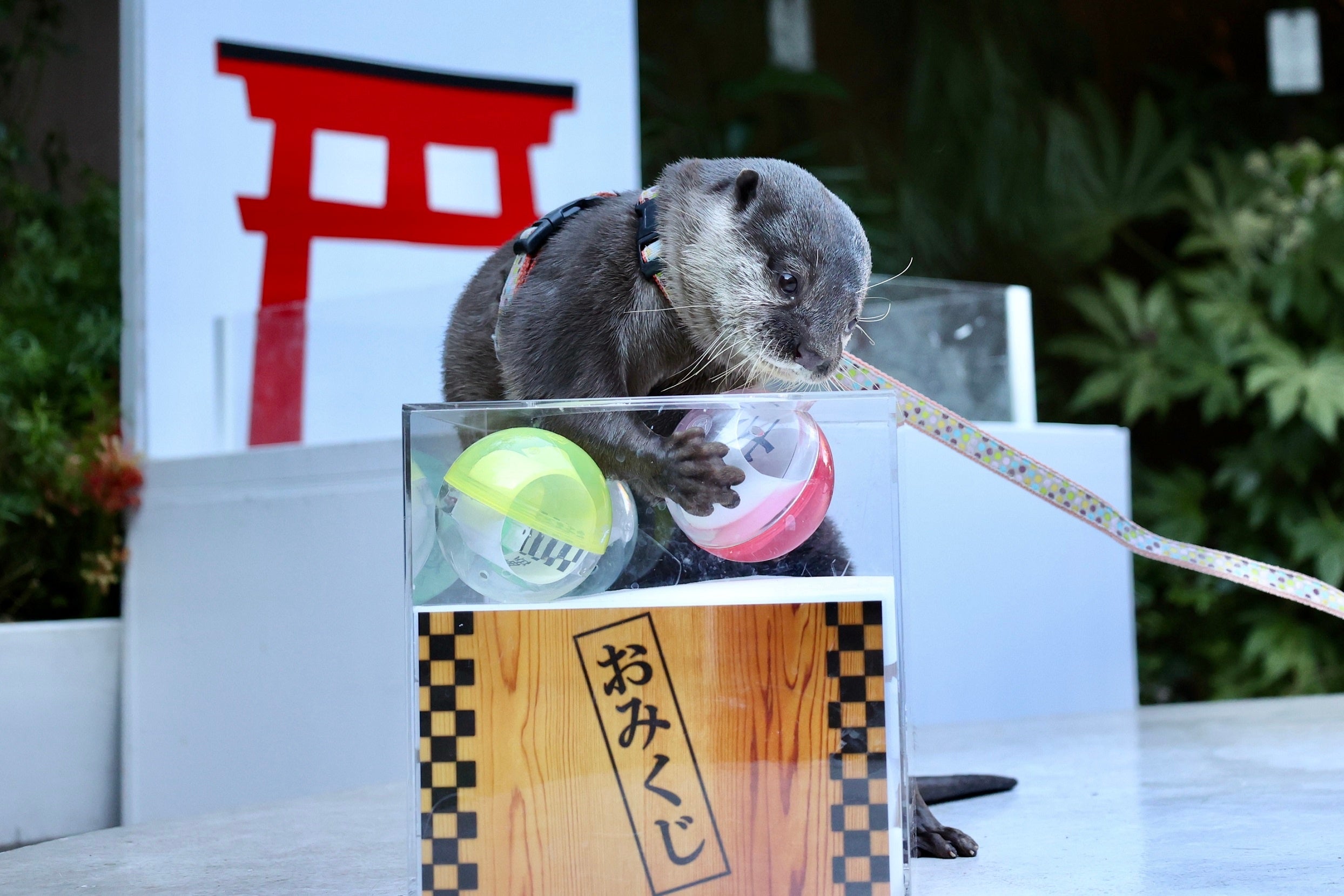 コツメカワウソの初詣※イメージ