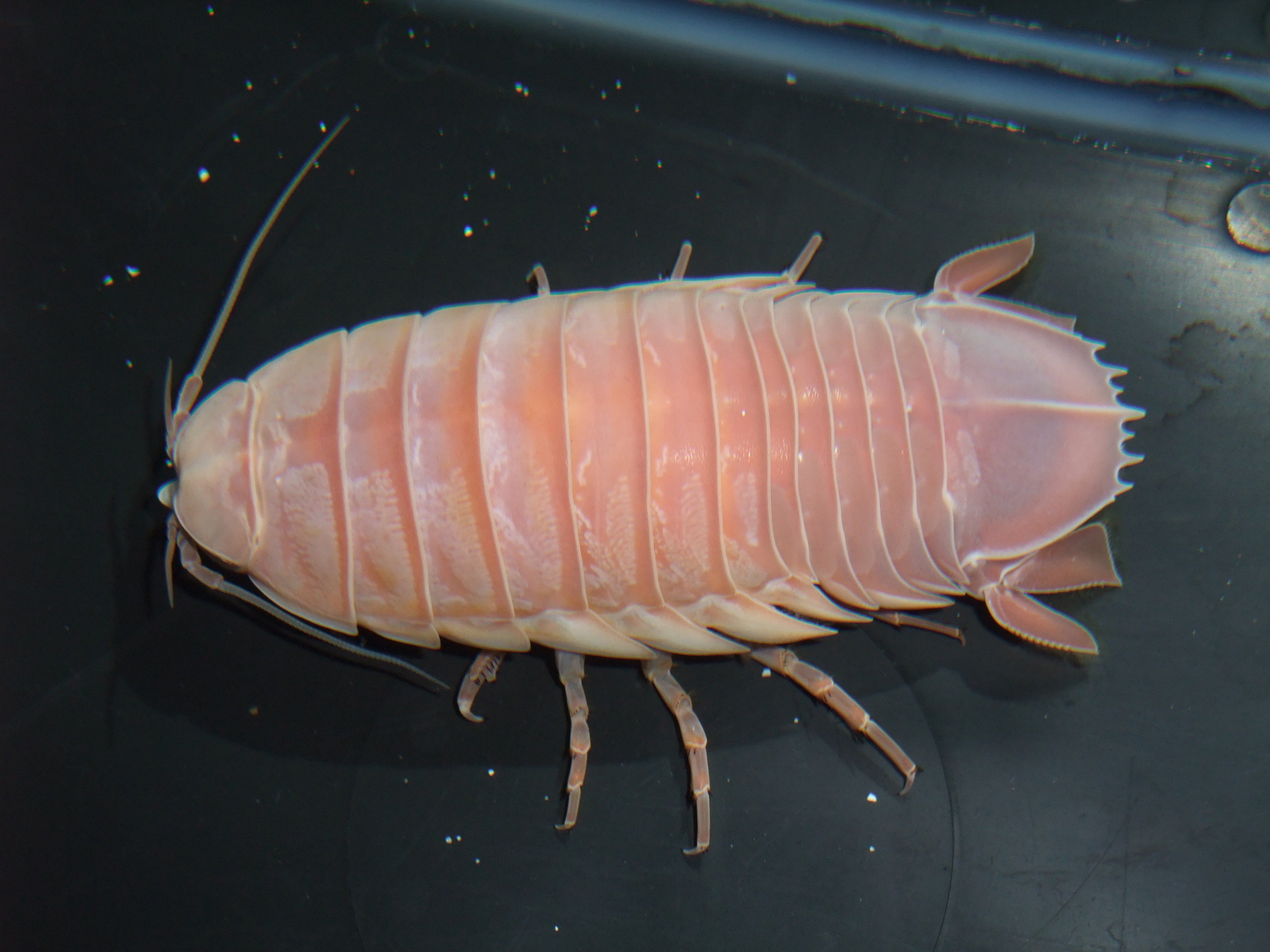 オオグソクムシ