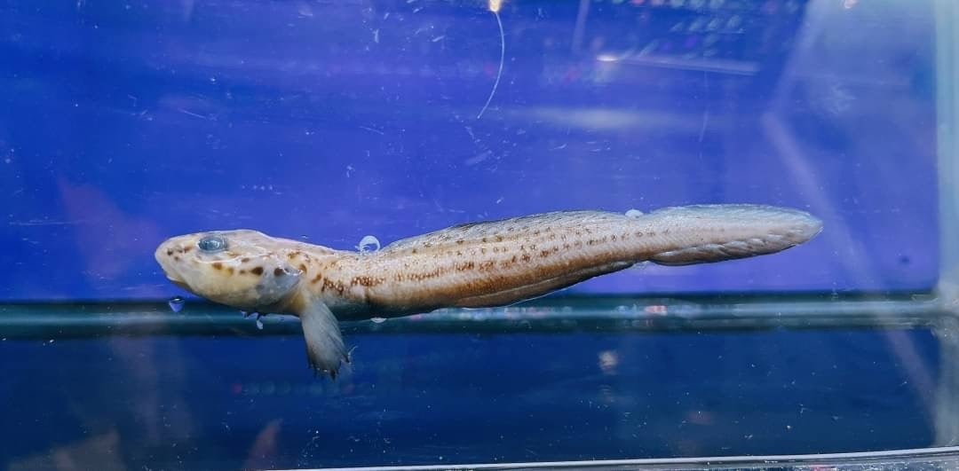 アシナガゲンゲ