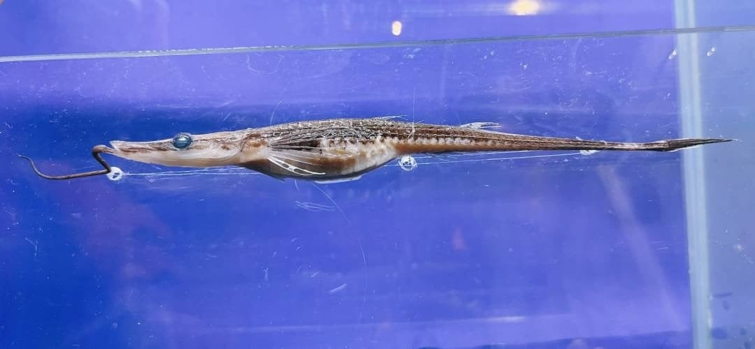 ヒゲナガヤギウオ