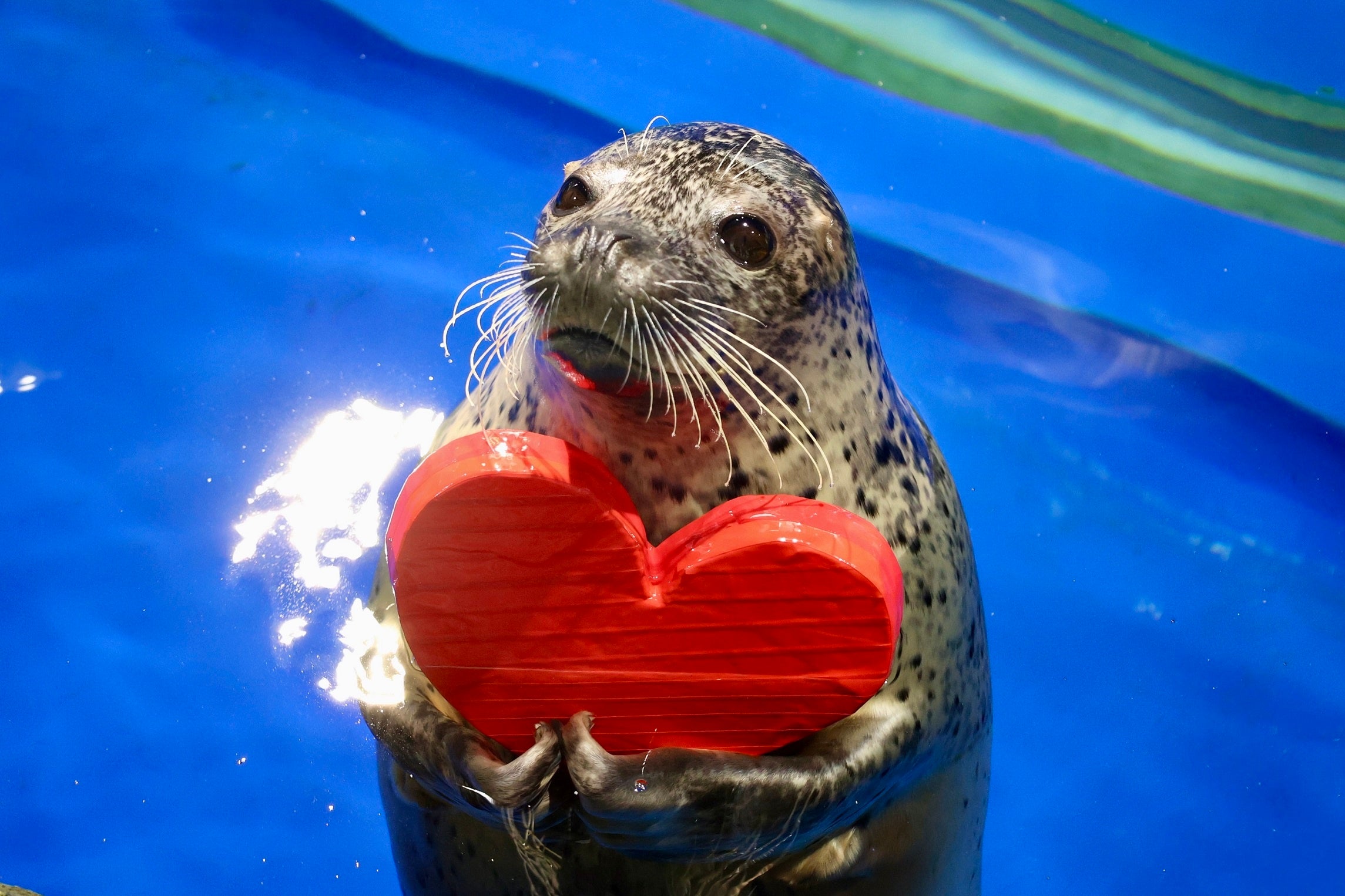 ゴマフアザラシ　※イメージ