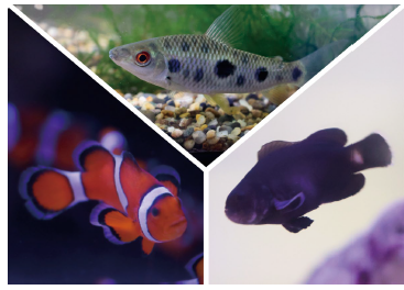 展示生物（一部）　※イメージ