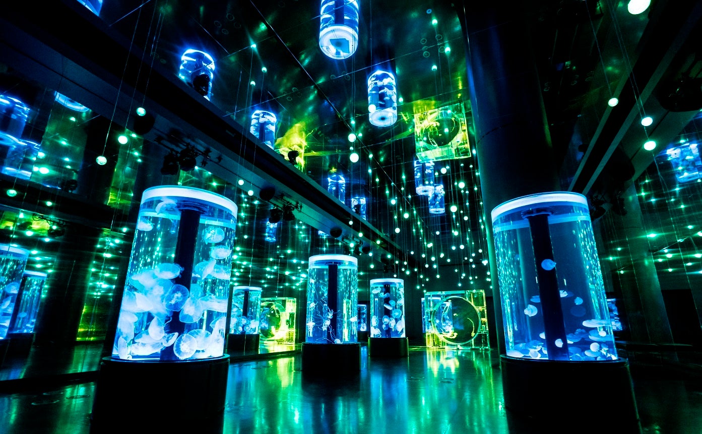 Ｊｅｌｌｙｆｉｓｈ Ｒａｍｂｌｅ　※イメージ