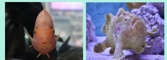 左：パロットファイヤーシクリッド／右：イロカエルアンコウ