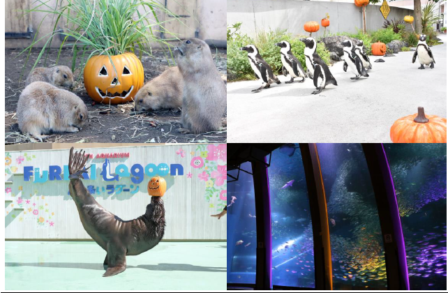 shiさん】ハロウィンカボチャ