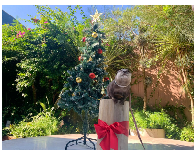 コツメカワウソのミニパフォーマンス ※イメージ