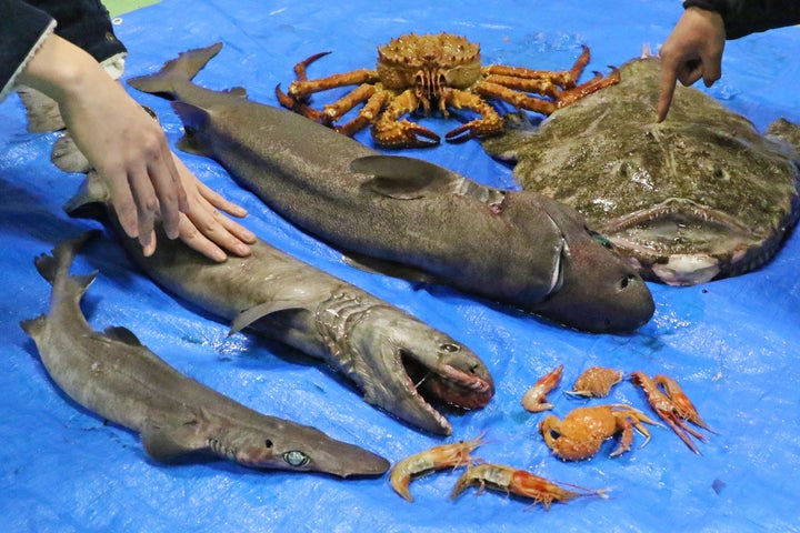 【横浜・八景島シーパラダイス】深海生物まつり!触れて、知って、味わって、楽しもう! 【横浜・八景島シーパラダイス】深海生物まつり!触れて、知って、味わって、楽しもう!