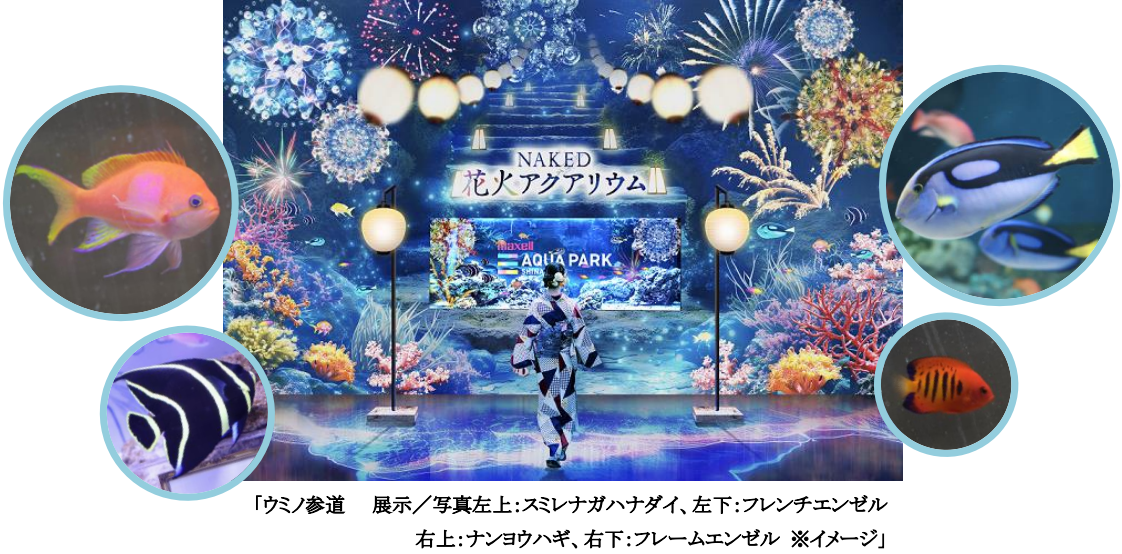 マクセル アクアパーク品川】花火に夏祭り、納涼体験、音楽フェス