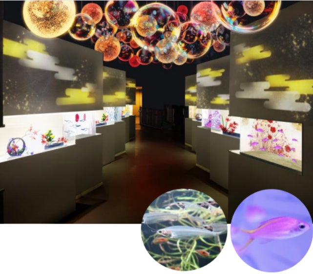 秋華画廊 ※イメージ 写真左:トランスルーセントグラスフィッシュ/右:パープルクイーン