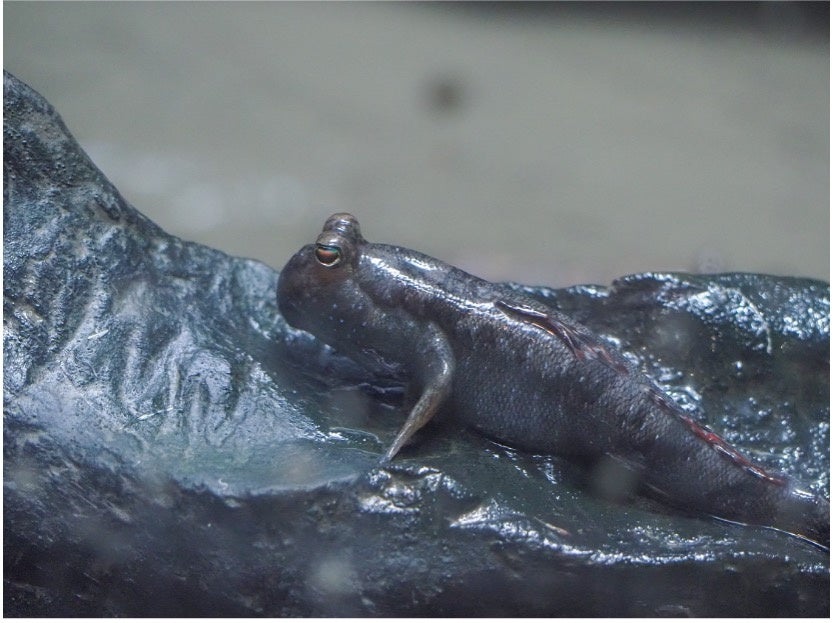 【上越市立水族博物館 うみがたり】10月6日は中秋の名月『お月見水槽』【2025年9月25日(木)~10月13日(月・祝)】