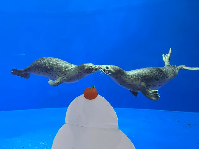 上越市立水族博物館 うみがたり】3日間限定!「鏡開き」にちなみ飼育 上越市立水族博物館 うみがたり】3日間限定!「鏡開き」にちなみ飼育