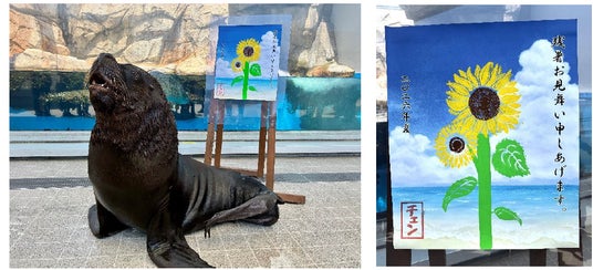 【仙台うみの杜水族館】青空の台紙に大輪のヒマワリ オタリアのチェンが飼育員と共に残暑お見舞いをお届け!『オタリアの残暑お見舞い』 【仙台うみの杜水族館】青空の台紙に大輪のヒマワリ オタリアのチェンが飼育員と共に残暑お見舞いをお届け!『オタリアの残暑お見舞い』