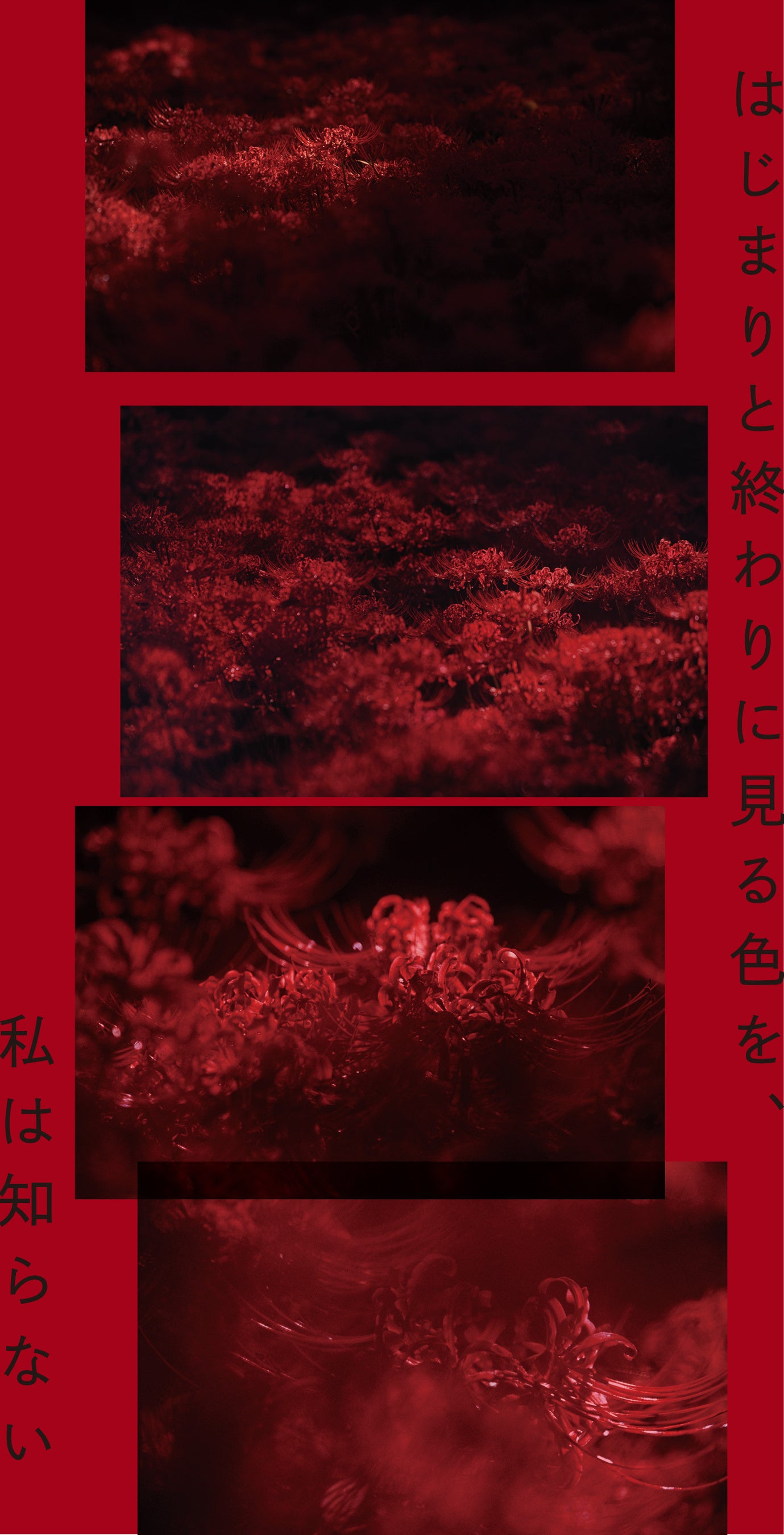 【東條會館写真研究所】井上佐由紀「はじまりと終わりに見る色を、私は知らない」＜2025年10月31日（金）～12月21日（日）＞