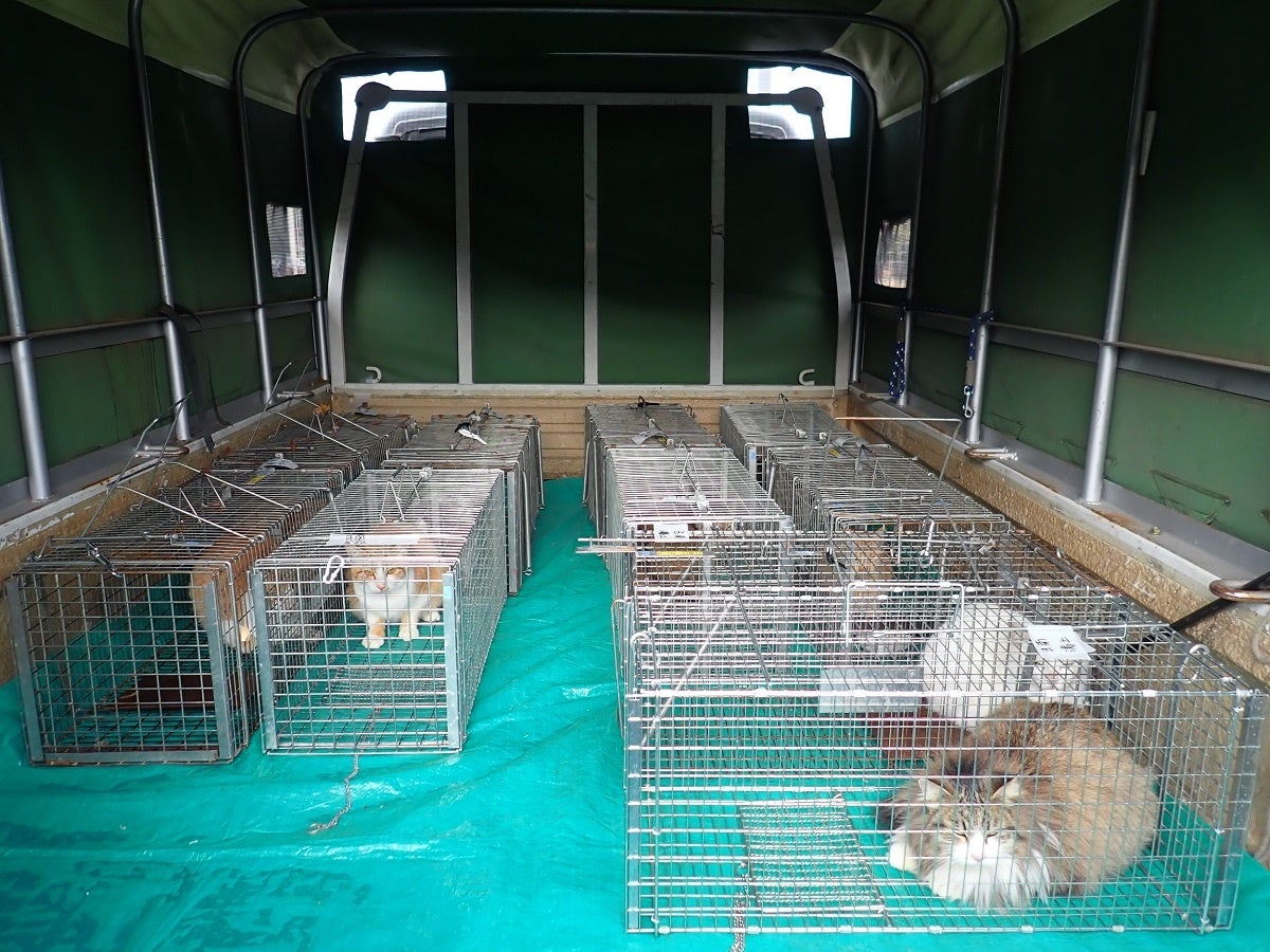 龍脈の精髄 ― 宮崎産煙水晶ツイン 「大地と縁を結ぶ祓いの力」【保護猫