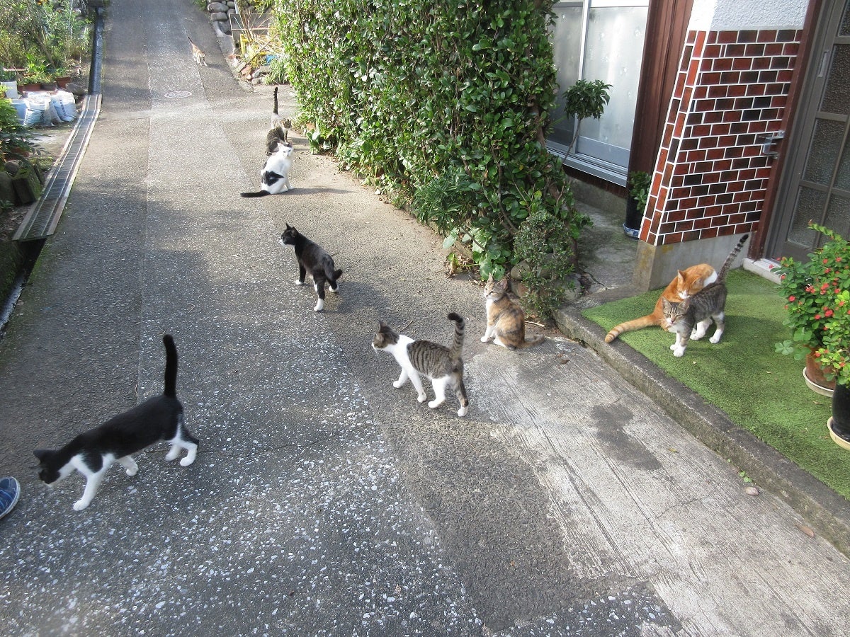 龍脈の精髄 ― 宮崎産黒水晶 「闇を封じる最強の護り」【保護猫活動支援】 龍脈の精髄 煙水晶 宮崎の大地が授けた静かなる叡智 売上一部保護猫